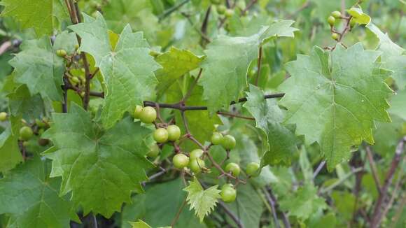 Imagem de Vitis rotundifolia var. munsoniana (Simpson ex Munson) M. O. Moore