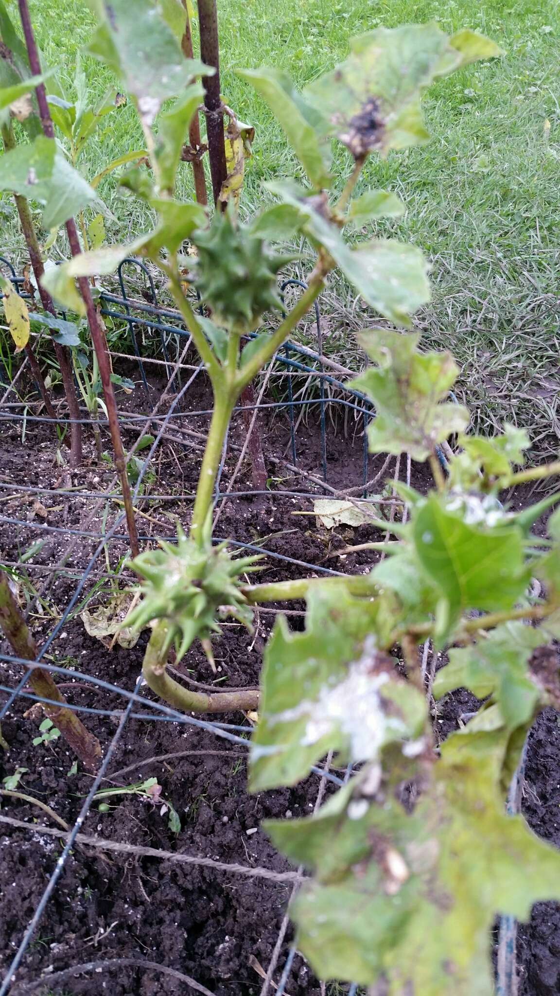 Image de Datura ferox L.