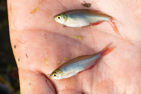 Image of Rathbun&#39;s bloodfin