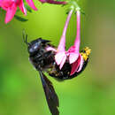 Plancia ëd Xylocopa nasalis Westwood 1842