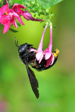 Plancia ëd Xylocopa nasalis Westwood 1842