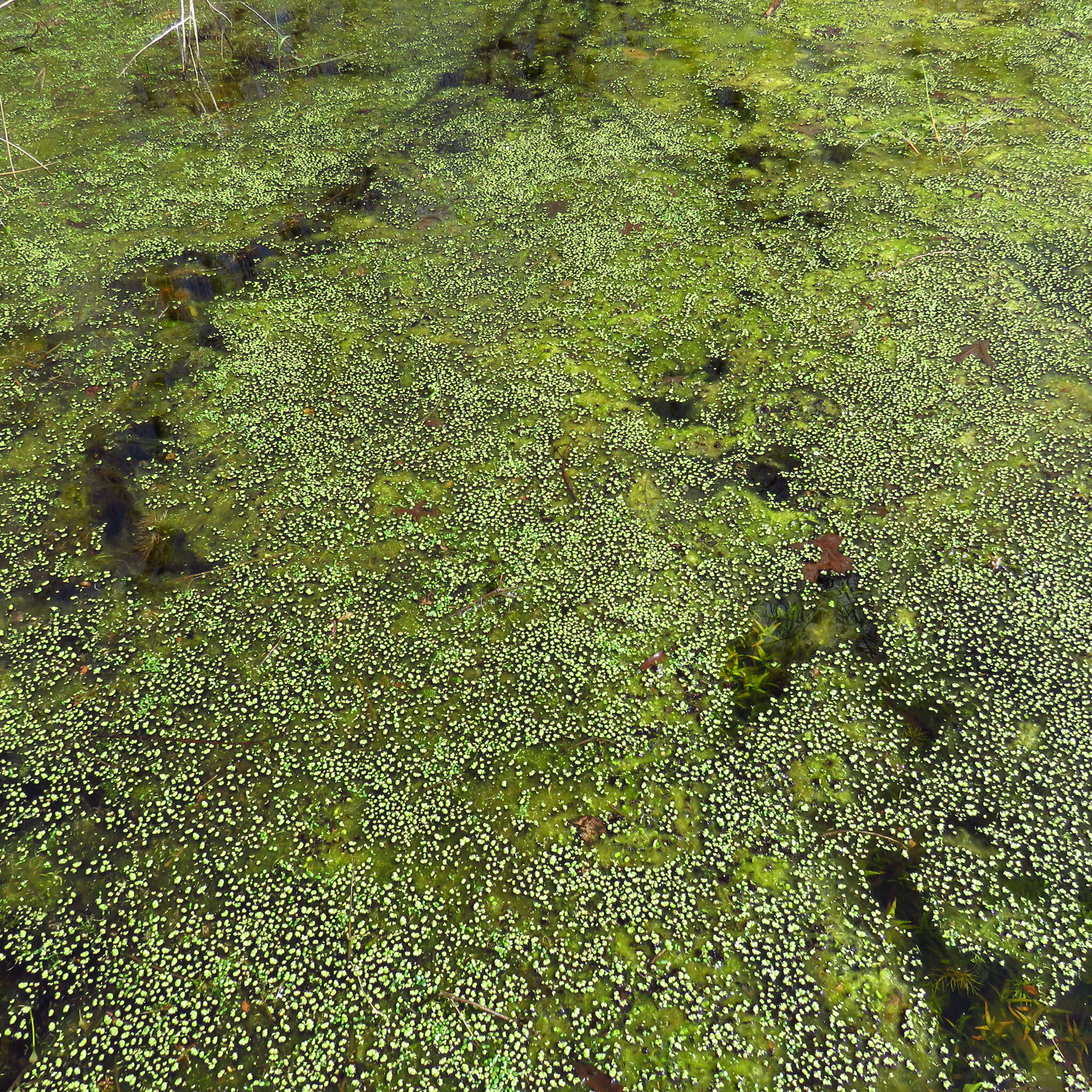 Image of Purple-fringed Riccia