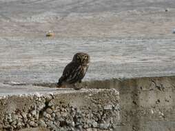 Image of Little Owl