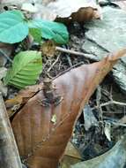 Image of dwarf stream toad