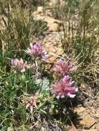 Plancia ëd Trifolium attenuatum Greene