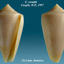 Conus ceruttii Cargile 1997的圖片