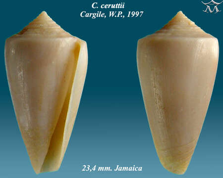 Image of Conus ceruttii Cargile 1997