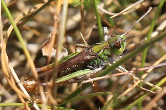 Image of Myrmeleotettix