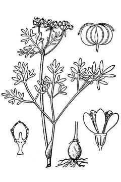 Image of harbinger of spring