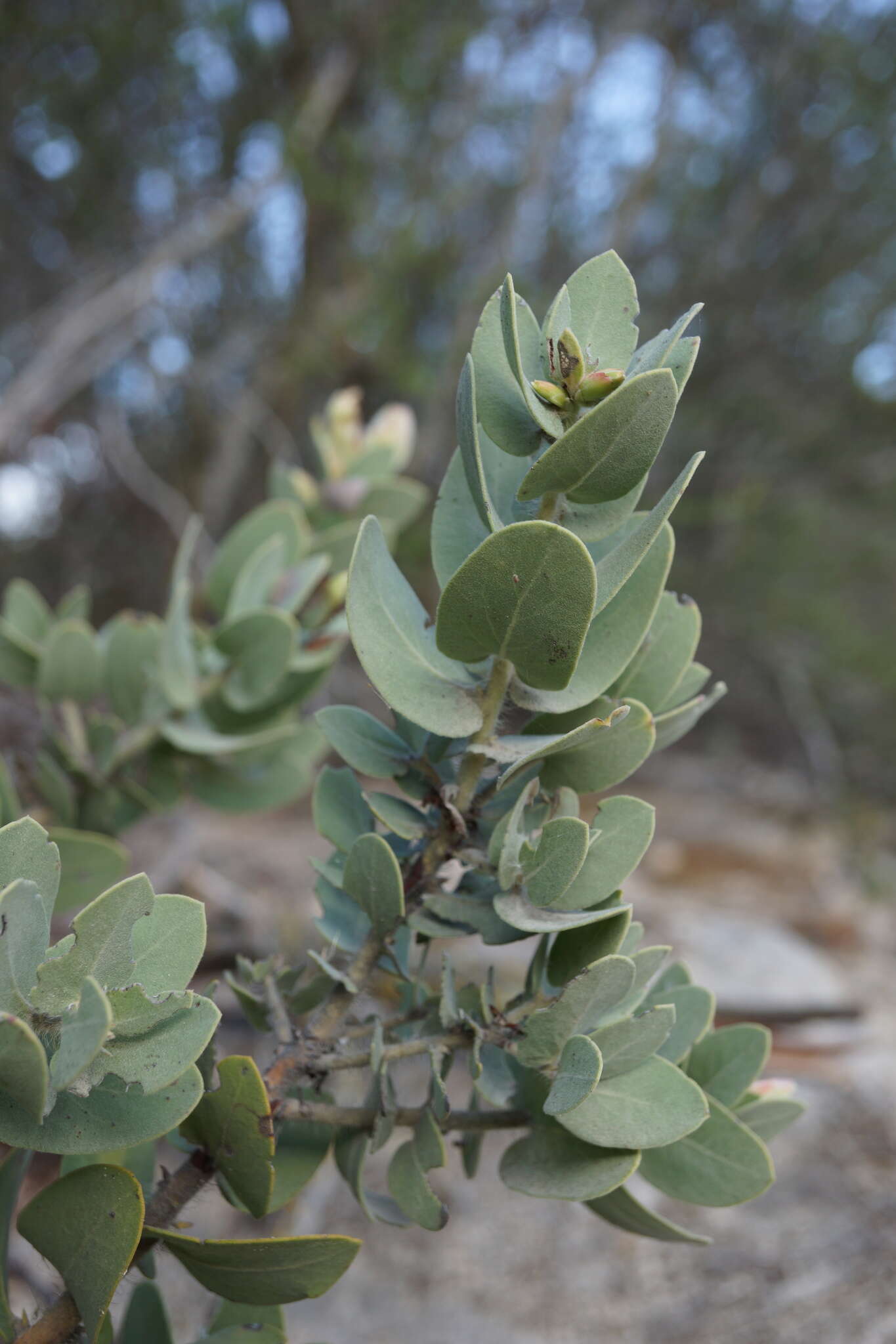 Слика од Arctostaphylos auriculata Eastw.