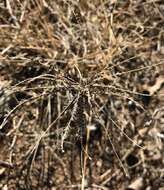 Image of windmill grass