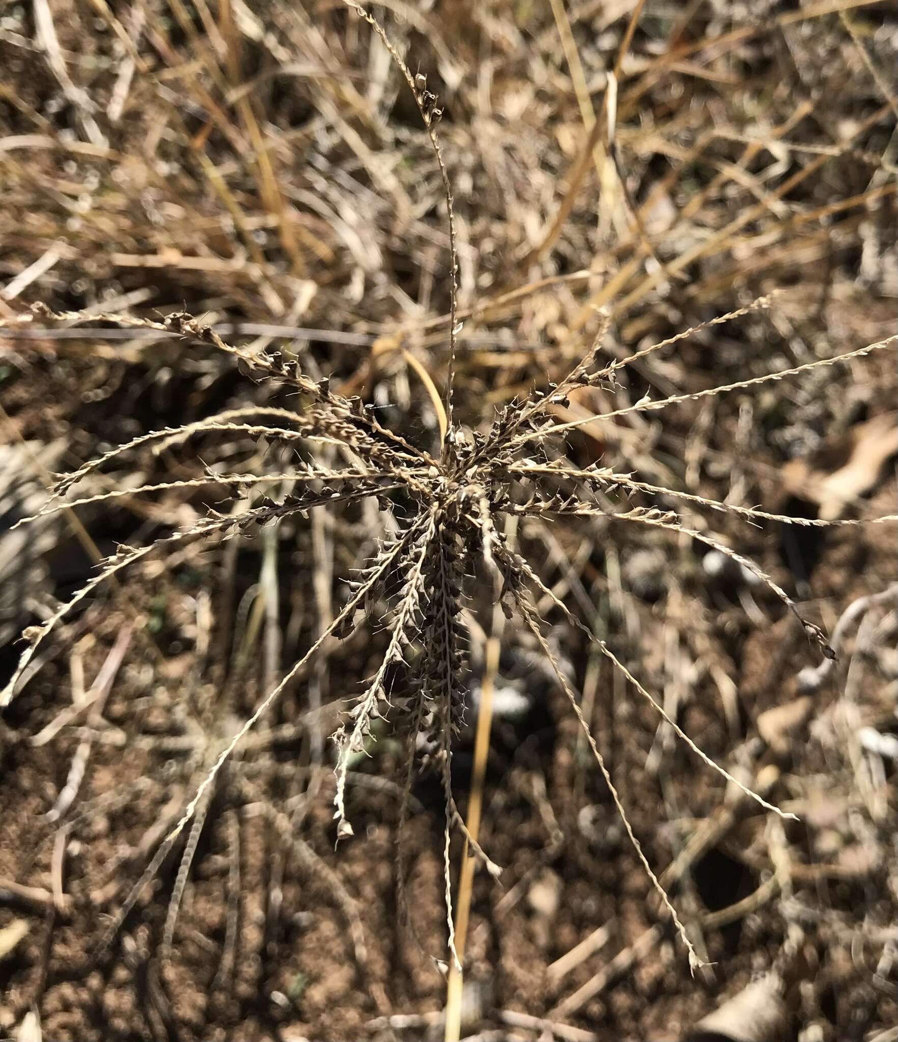 Image of windmill grass