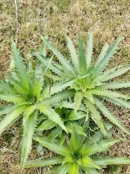 Image de Eryngium serra Cham. & Schltdl.