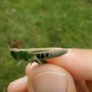 Image of steppe grasshopper