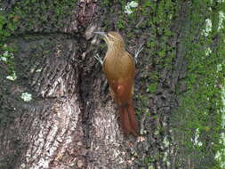 Image of Strong-billed Woodcreeper