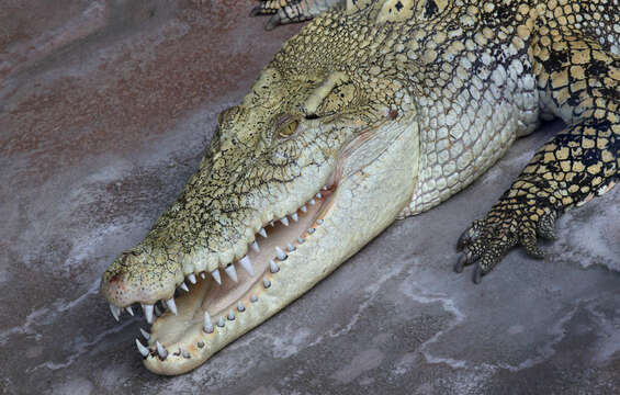 Image of Estuarine Crocodile