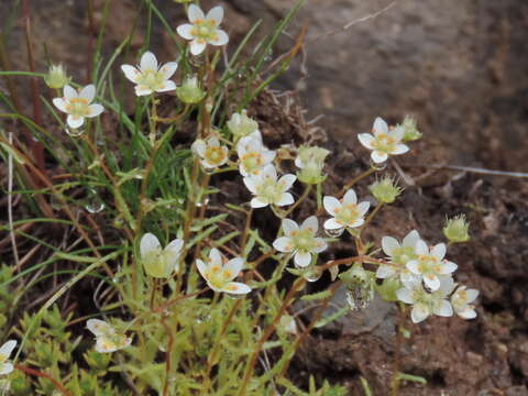 Plancia ëd Saxifraga aspera L.