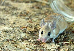 Image of spiny mice, forest mice, and relatives
