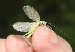 Image of Fast-calling Tree Cricket