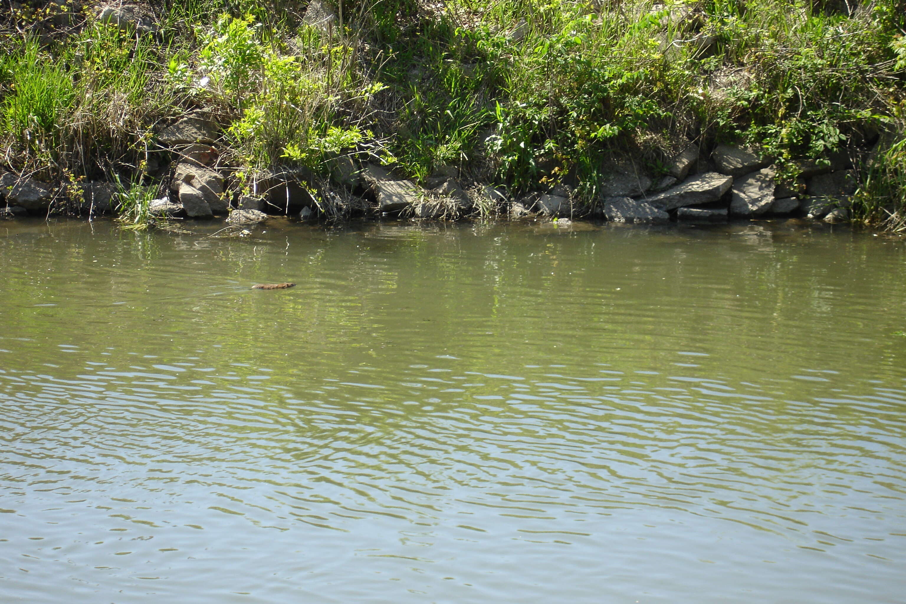 Image of muskrat