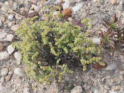 Image of Psammotropha quadrangularis (L. fil.) Fenzl