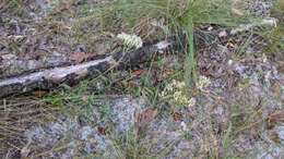 Image of Eupatorium petaloideum Britt.