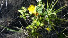 Image of Myrtle-Leaf St. John's-Wort