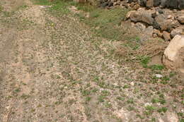 Image of common iceplant