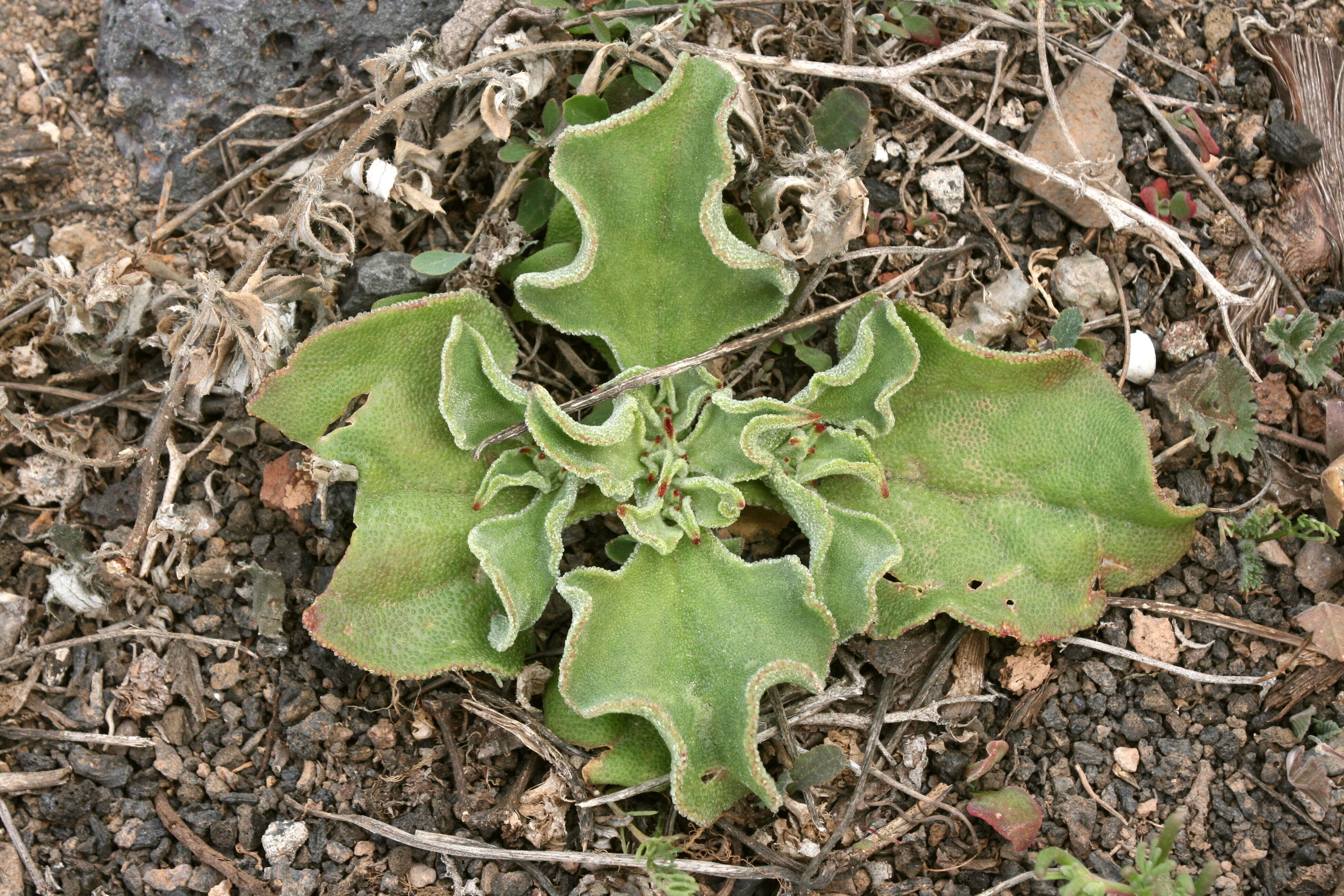 Image of common iceplant