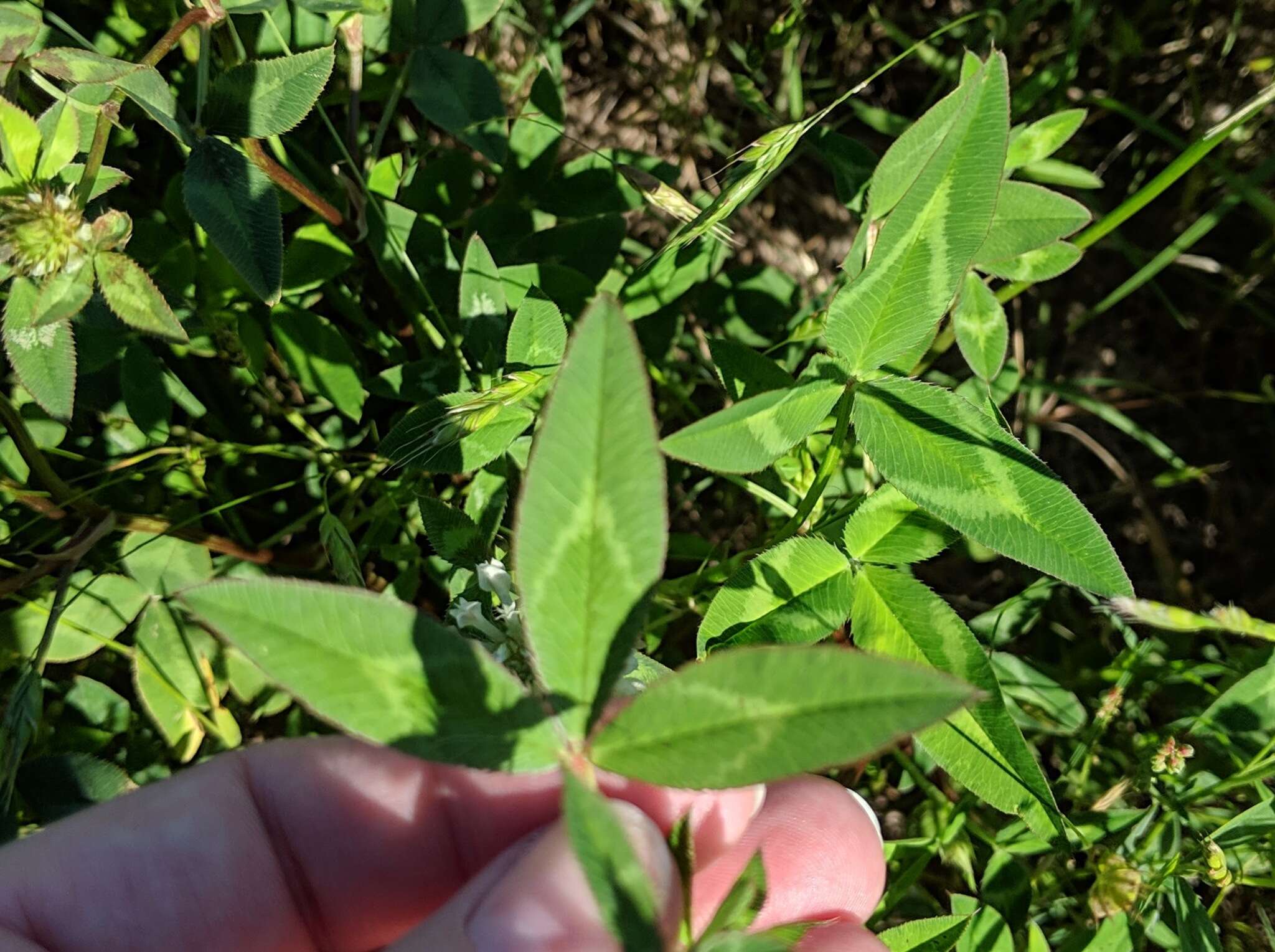 Image of arrowleaf clover