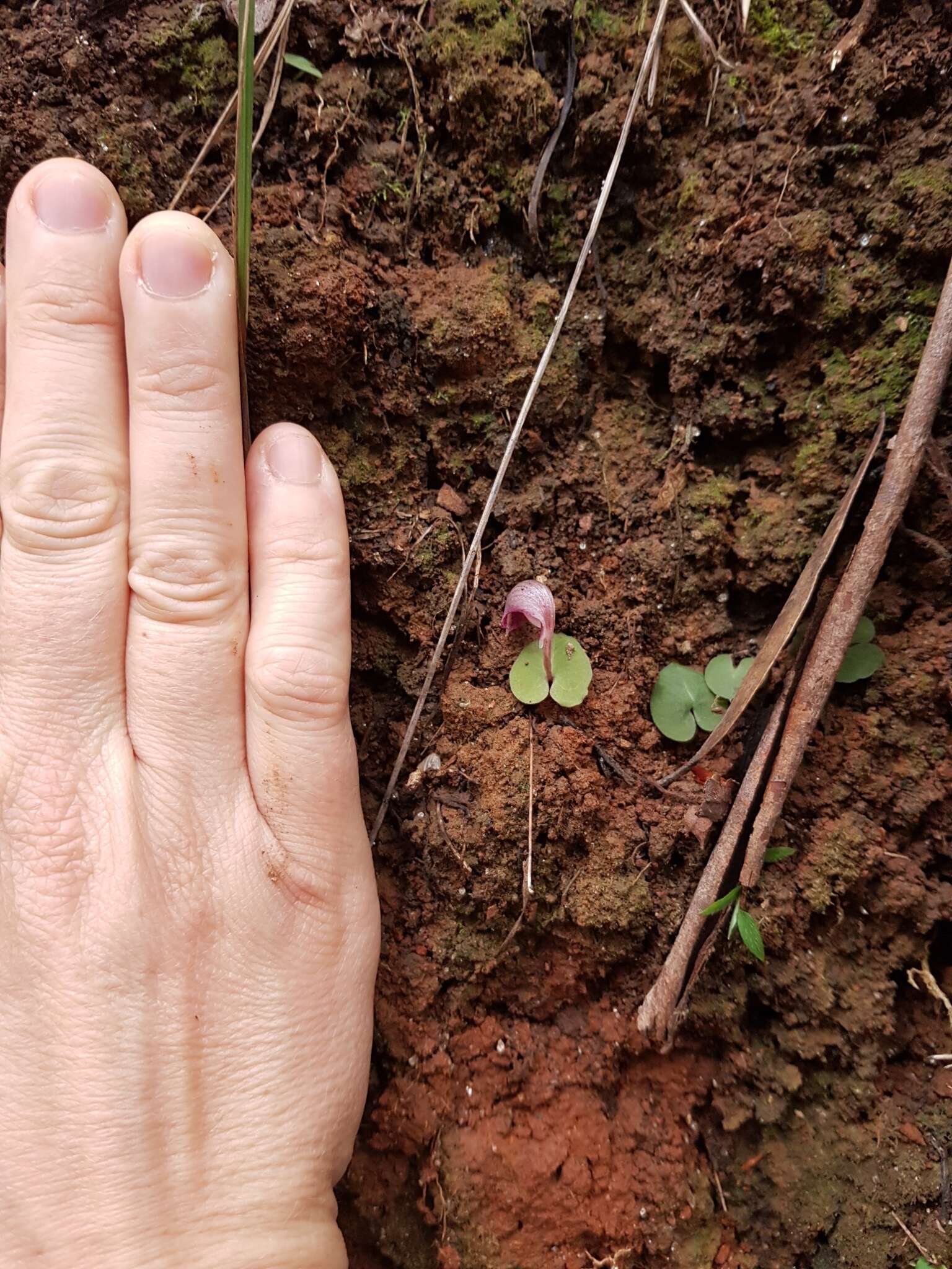 Image de Corybas aconitiflorus Salisb.