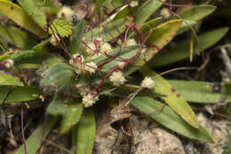 Image of Cuscuta palaestina Boiss.