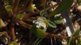 Image de Claytonia parviflora subsp. utahensis (Rydberg) John M. Miller & K. L. Chambers