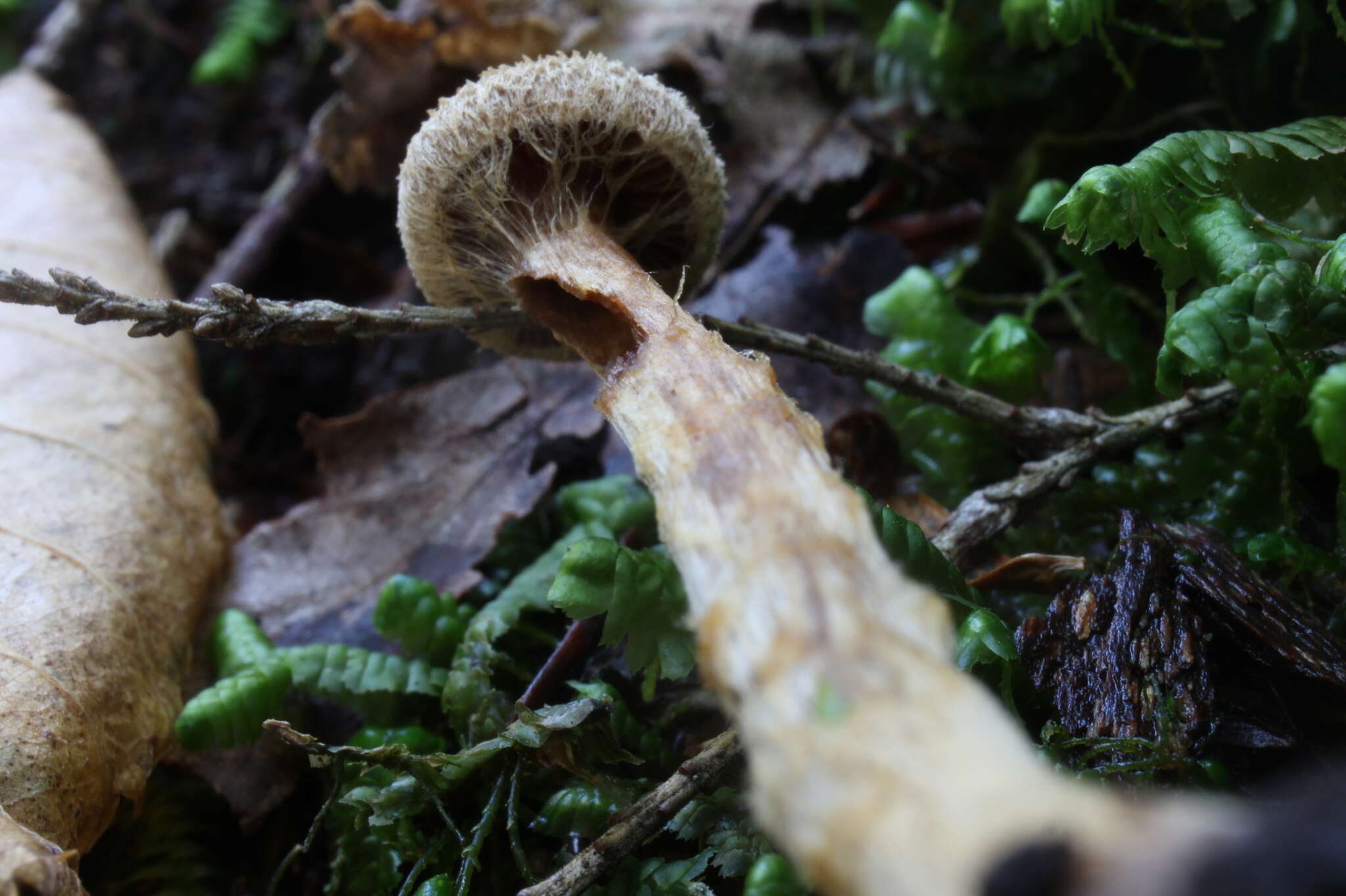 Image of Cortinarius angelesianus A. H. Sm. 1944