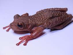 Image of Ecuador slender-legged treefrog