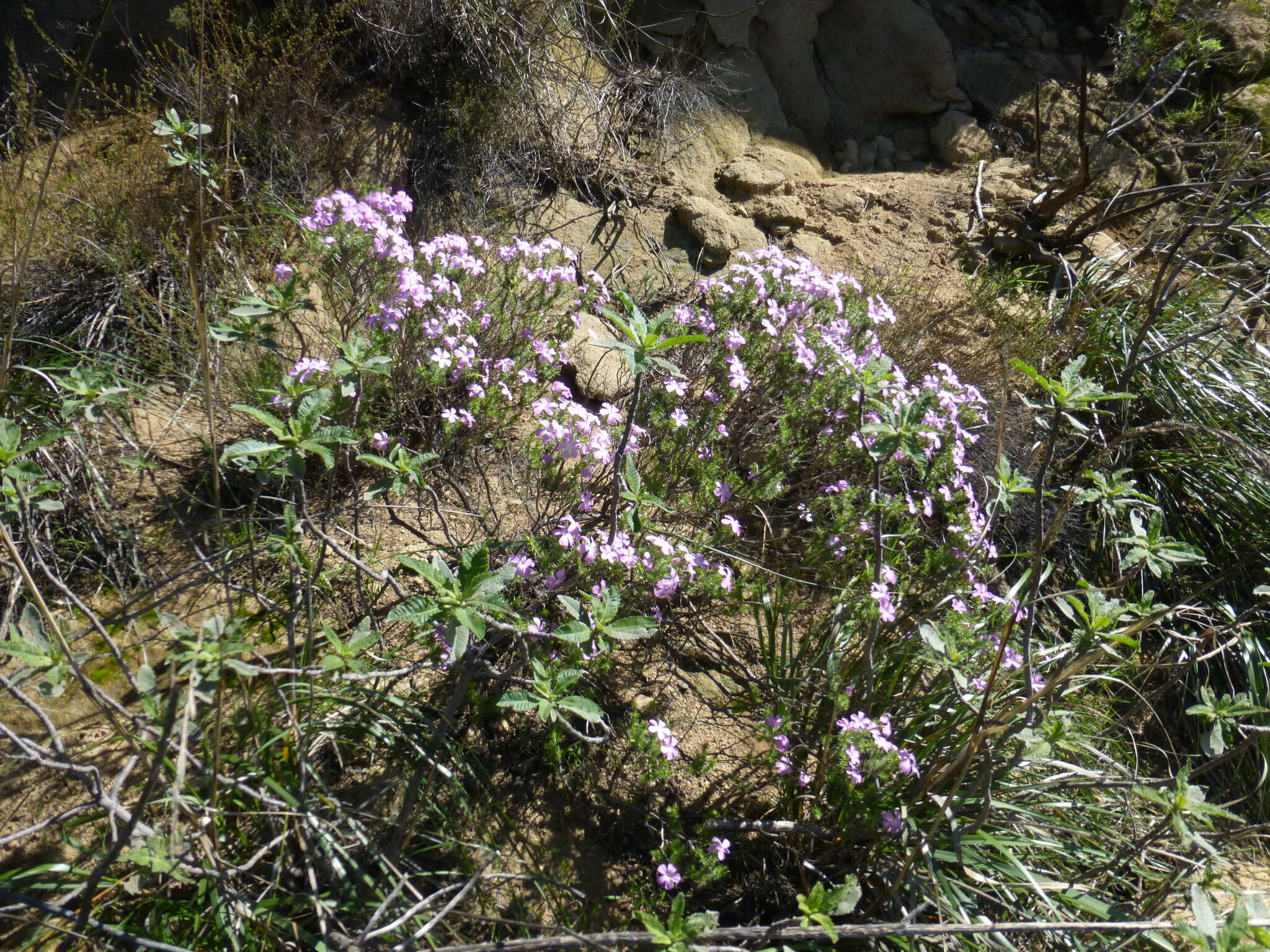 Image of Linanthus californicus (Hook. & Arn.) J. M. Porter & L. A. Johnson