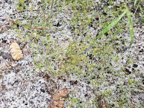 Image of Sandy-Field Hair Sedge