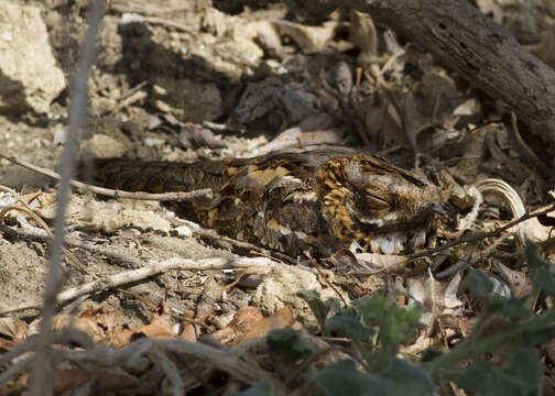 Image of Red-necked Nightjar