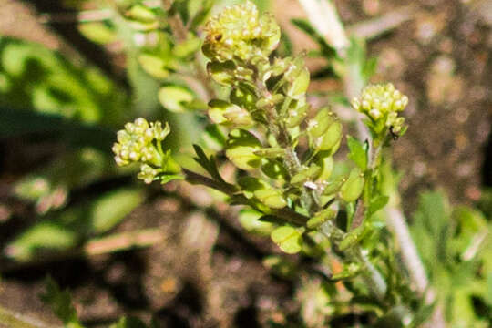 Image of upright pepperweed