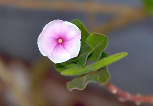 Image of Madagascar periwinkle