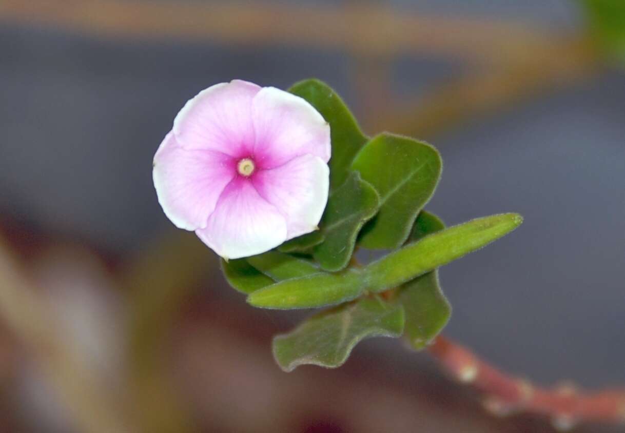 Image of Madagascar periwinkle