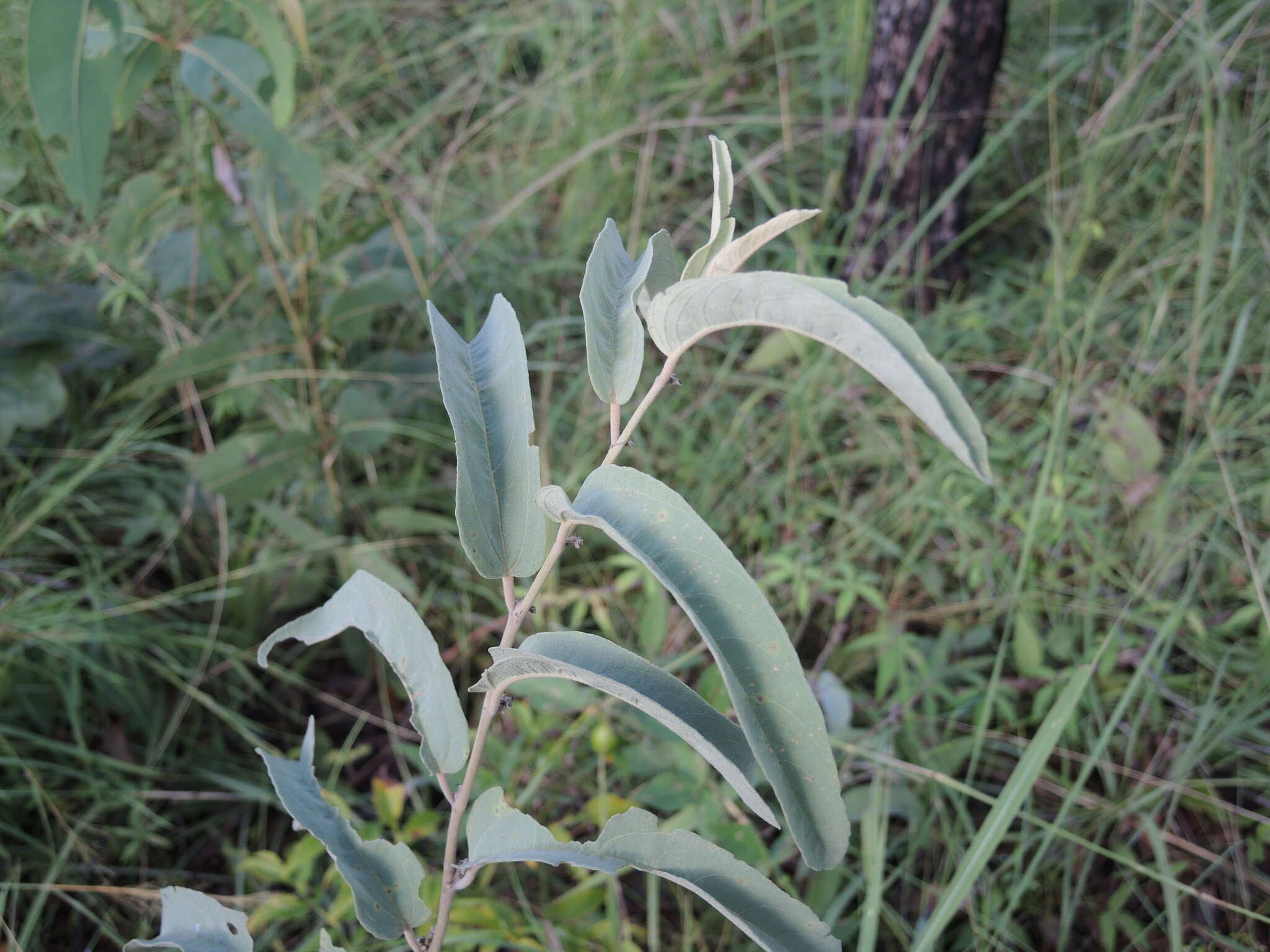 Image of Helicteres cana (Schott & Endl.) Benth.