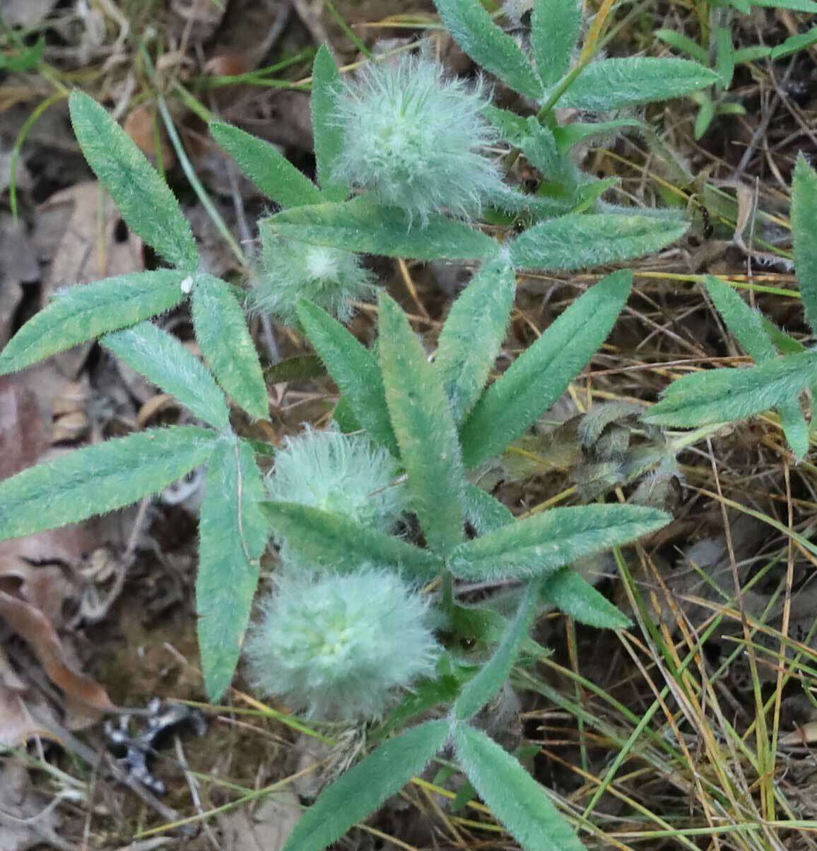 Image of Woolly-Head Clover
