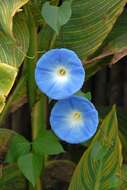 Image of Ololiuqui or Mexican Morning Glory