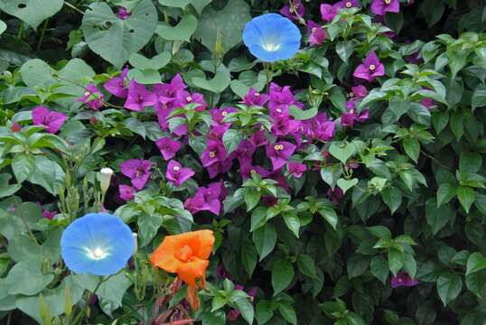 Sivun Bougainvillea buttiana Holttum & Standl. kuva