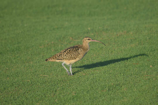 Image of Bristle-thighed Curlew