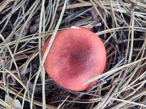 Image of Russula queletii Fr. 1872