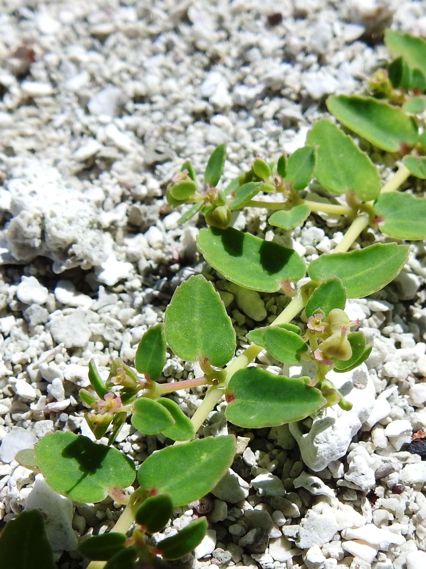 Слика од Euphorbia cozumelensis Millsp.