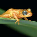 Image of Raorchestes uthamani Zachariah, Dinesh, Kunhikrishnan, Das, Raju, Radhakrishnan, Palot & Kalesh 2011