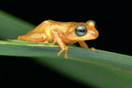 Image of Raorchestes uthamani Zachariah, Dinesh, Kunhikrishnan, Das, Raju, Radhakrishnan, Palot & Kalesh 2011